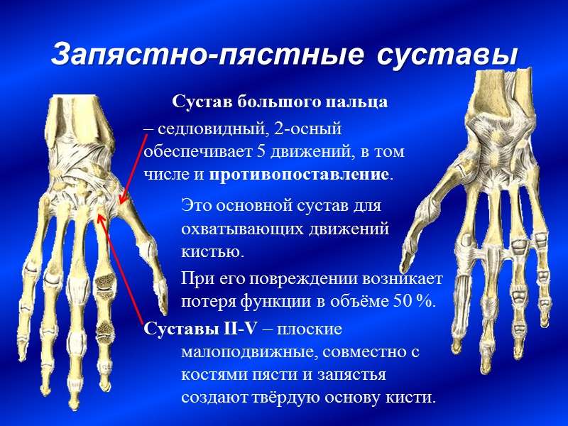 Запястно-пястные суставы  Сустав большого пальца  – седловидный, 2-осный обеспечивает 5 движений, в